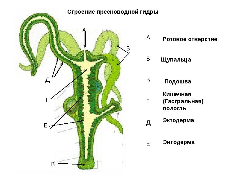 Кракен действующая ссылка